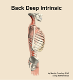 Muscles of the deep intrinsic compartment of the back - orientation 9