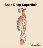 Muscles of the deep superficial compartment of the back - orientation 1