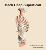 Muscles of the deep superficial compartment of the back - orientation 10