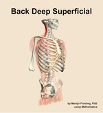 Muscles of the deep superficial compartment of the back - orientation 11