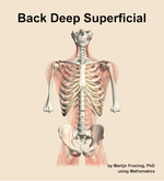 Muscles of the deep superficial compartment of the back - orientation 13