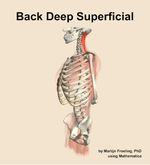 Muscles of the deep superficial compartment of the back - orientation 16