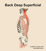 Muscles of the deep superficial compartment of the back - orientation 2