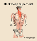 Muscles of the deep superficial compartment of the back - orientation 4