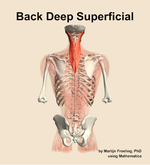 Muscles of the deep superficial compartment of the back - orientation 5