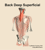 Muscles of the deep superficial compartment of the back - orientation 6