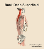 Muscles of the deep superficial compartment of the back - orientation 8