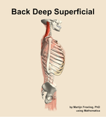 Muscles of the deep superficial compartment of the back - orientation 9