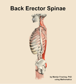 Muscles of the erector spinae compartment of the back - orientation 1