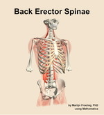 Muscles of the erector spinae compartment of the back - orientation 12