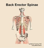 Muscles of the erector spinae compartment of the back - orientation 13