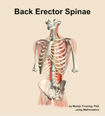 Muscles of the erector spinae compartment of the back - orientation 14