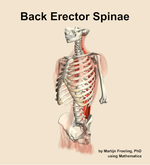 Muscles of the erector spinae compartment of the back - orientation 15