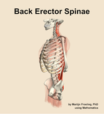 Muscles of the erector spinae compartment of the back - orientation 16