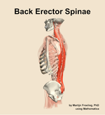 Muscles of the erector spinae compartment of the back - orientation 2