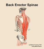 Muscles of the erector spinae compartment of the back - orientation 3