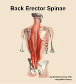 Muscles of the erector spinae compartment of the back - orientation 6
