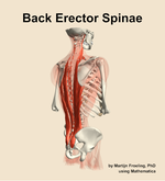 Muscles of the erector spinae compartment of the back - orientation 7
