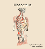 The iliocostalis muscle of the back - orientation 11