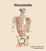 The iliocostalis muscle of the back - orientation 12
