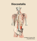 The iliocostalis muscle of the back - orientation 14