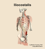 The iliocostalis muscle of the back - orientation 15