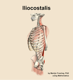 The iliocostalis muscle of the back - orientation 16