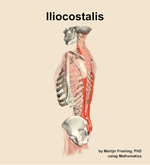 The iliocostalis muscle of the back - orientation 2