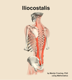 The iliocostalis muscle of the back - orientation 3