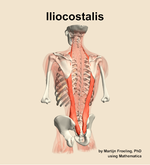 The iliocostalis muscle of the back - orientation 4