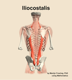 The iliocostalis muscle of the back - orientation 5