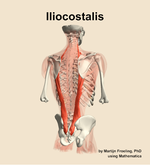 The iliocostalis muscle of the back - orientation 6