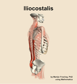 The iliocostalis muscle of the back - orientation 8