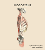 The iliocostalis muscle of the back - orientation 9
