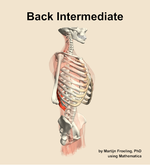 Muscles of the intermediate compartment of the back - orientation 10
