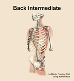 Muscles of the intermediate compartment of the back - orientation 15