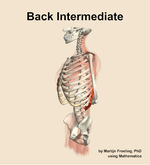 Muscles of the intermediate compartment of the back - orientation 16