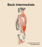 Muscles of the intermediate compartment of the back - orientation 2