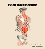 Muscles of the intermediate compartment of the back - orientation 3