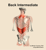Muscles of the intermediate compartment of the back - orientation 6