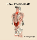 Muscles of the intermediate compartment of the back - orientation 7