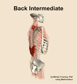 Muscles of the intermediate compartment of the back - orientation 8