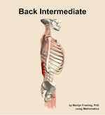 Muscles of the intermediate compartment of the back - orientation 9