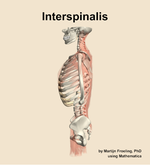 The interspinalis muscle of the back - orientation 1
