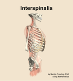 The interspinalis muscle of the back - orientation 10