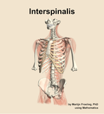 The interspinalis muscle of the back - orientation 14