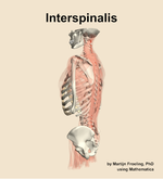 The interspinalis muscle of the back - orientation 2