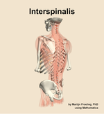 The interspinalis muscle of the back - orientation 3