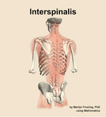 The interspinalis muscle of the back - orientation 4