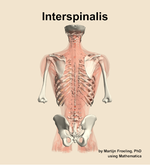 The interspinalis muscle of the back - orientation 5